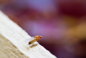 Bye-Bye, Gnats! 8 Clever Tricks to Banish the Pesky Intruders from Your Home