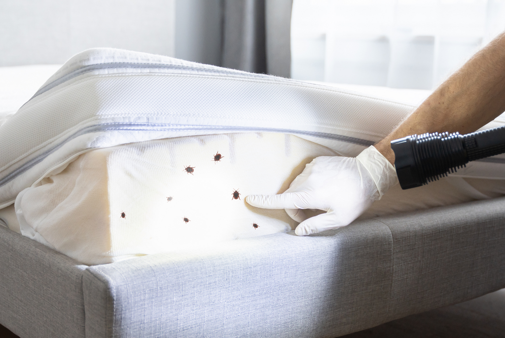 Sleep Tight, Don't Let the Bed Bugs Bite: How to Check for Bed Bugs and What to Do If You Find Them