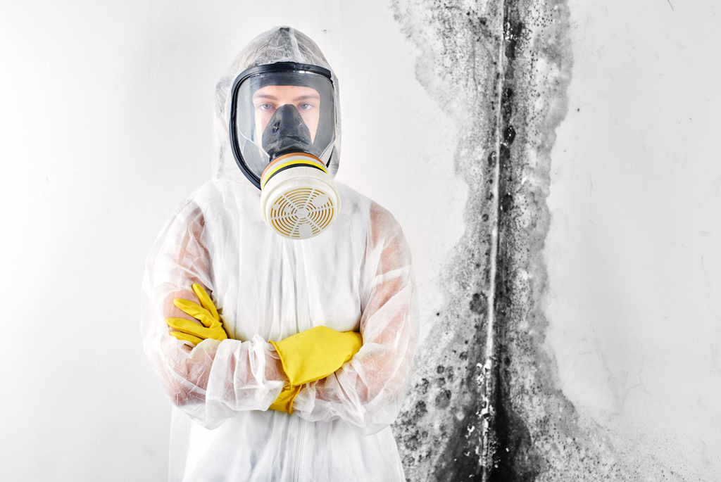 Bye-Bye Black Mold: How to Show Fungus Who’s the Boss!
