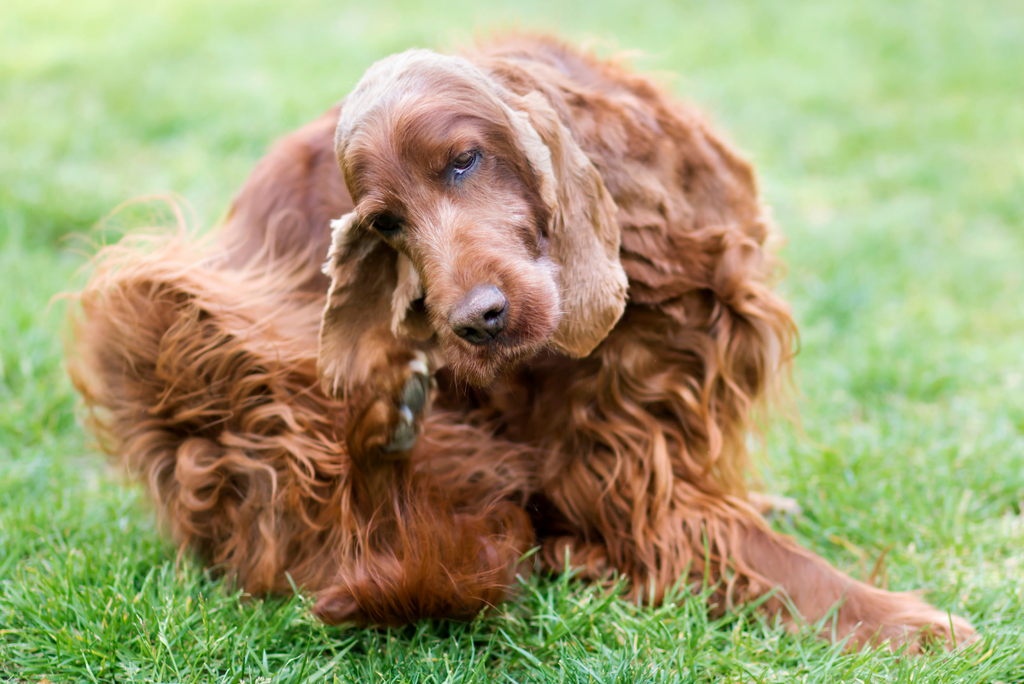 Summer's Itch List: 5 Ways to Tell Fleas to Pack Their Bags (Pest Expert Approved)