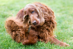 Summer's Itch List: 5 Ways to Tell Fleas to Pack Their Bags (Pest Expert Approved)