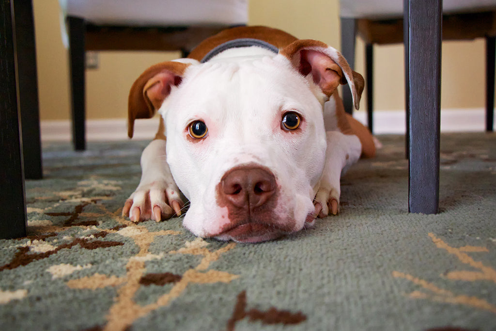 Pet Talk: 5 Steps to Keep Your Home Clean and Your Dog Happy