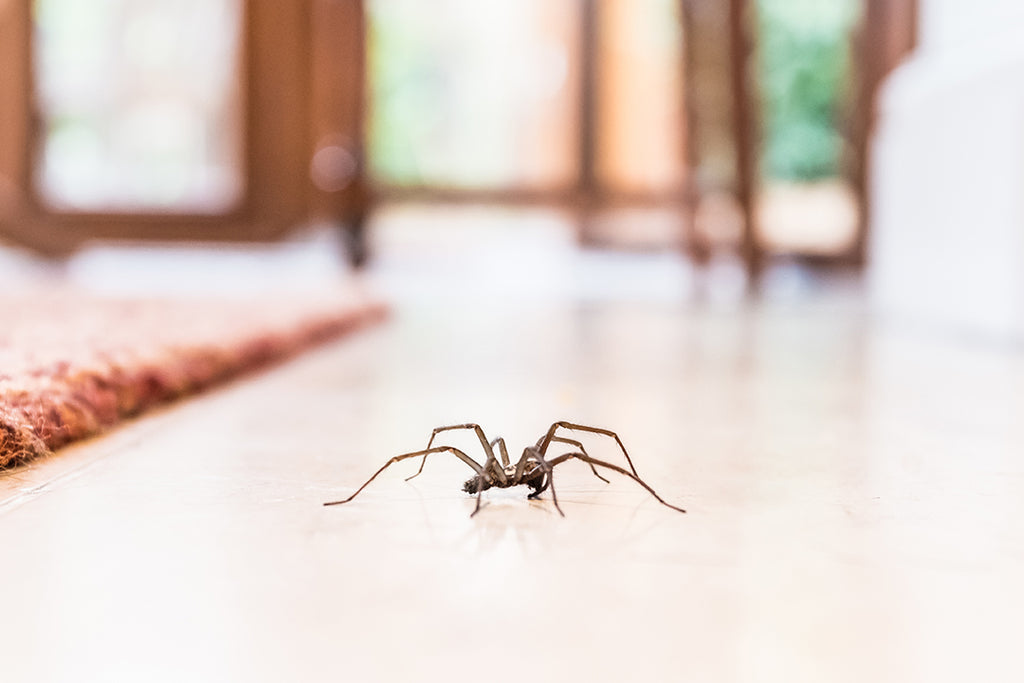 Treating Your Home to Make It More Comfortable For Spider Freaks