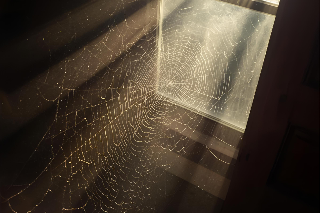 Web Zero: How to Evict Spiders (and Their Silky Decor) for Good!